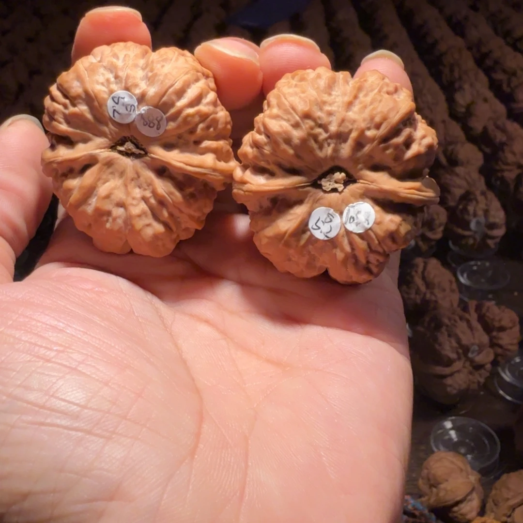 天***线把件文玩核桃蛤蟆的眼睛是真的好看啊我