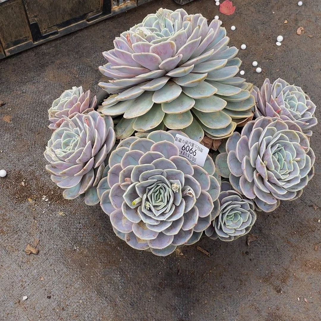 米****?6066蓝色惊喜多肉