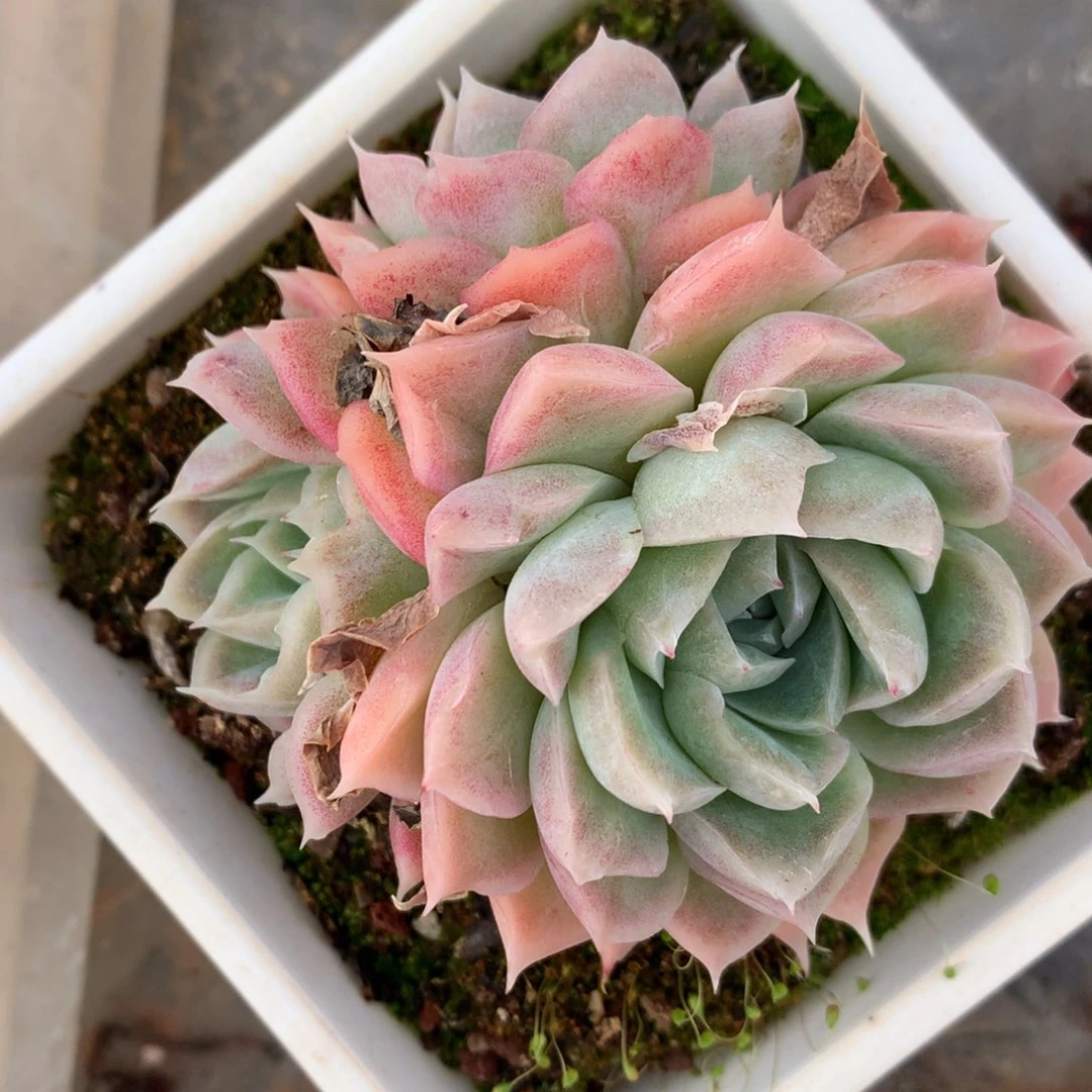 6008杂交多肉老桩