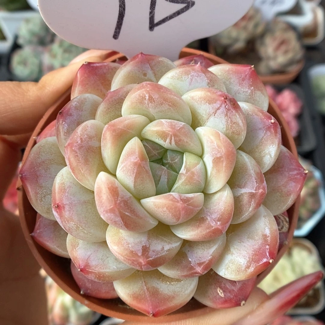 糖心粉魄可拍773号。