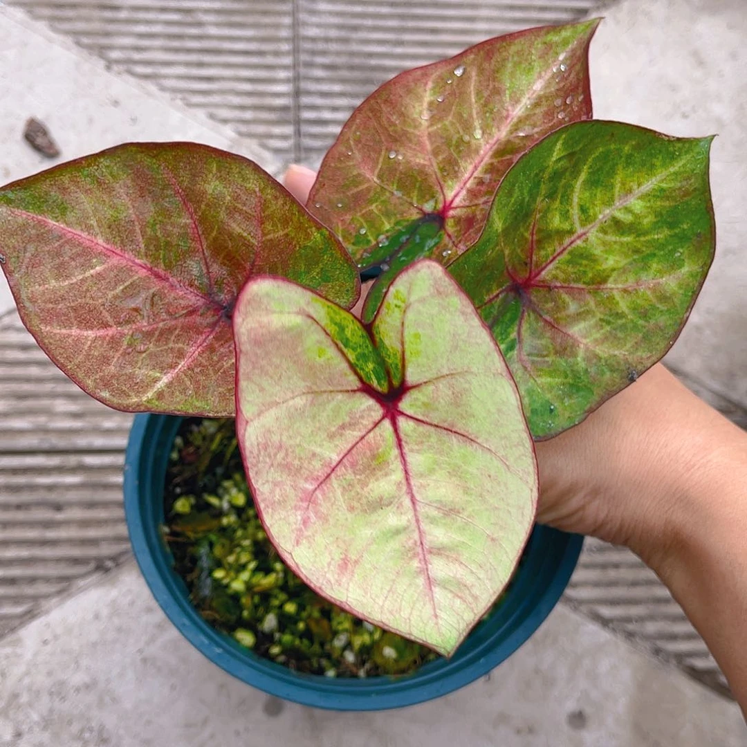 完全开放泰彩一物一拍9189