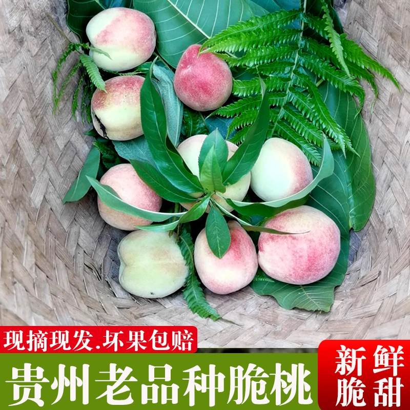 正宗贵州老品种本地桃子应季水果毛桃水果新鲜现摘现发包邮