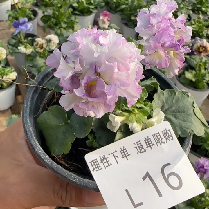 无花朵L016角堇小苗一物一拍苗晃