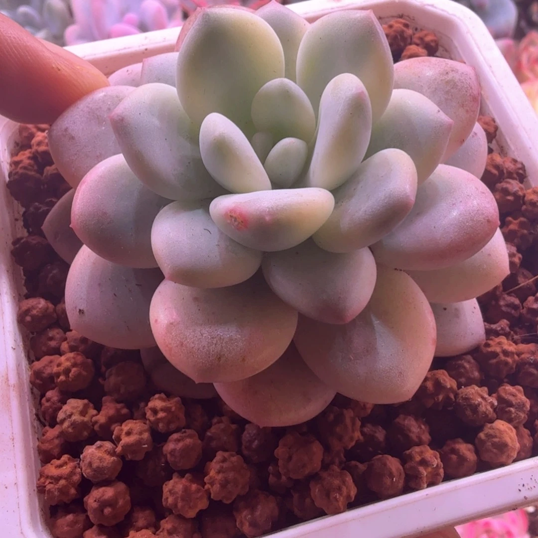 白马锦 多肉植物锦