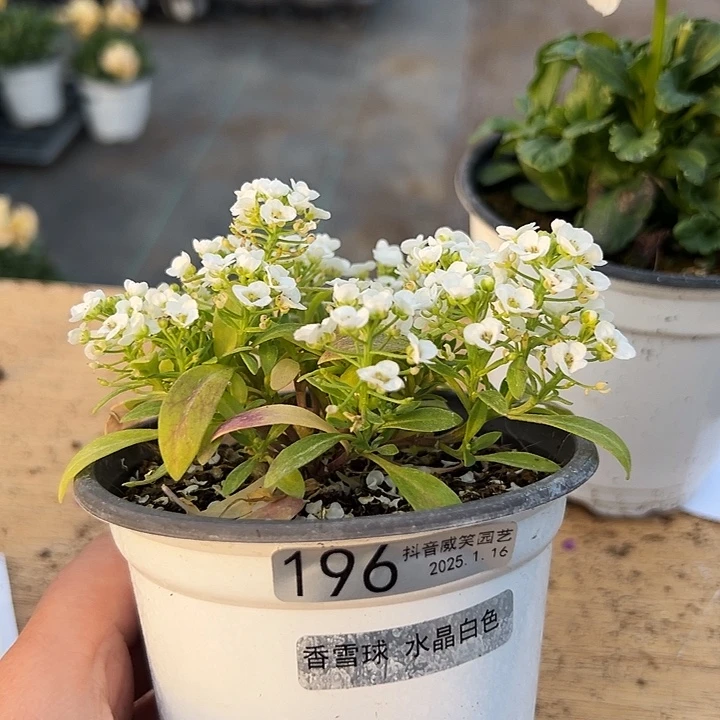 红陶聆*者抖音直播闪拍196