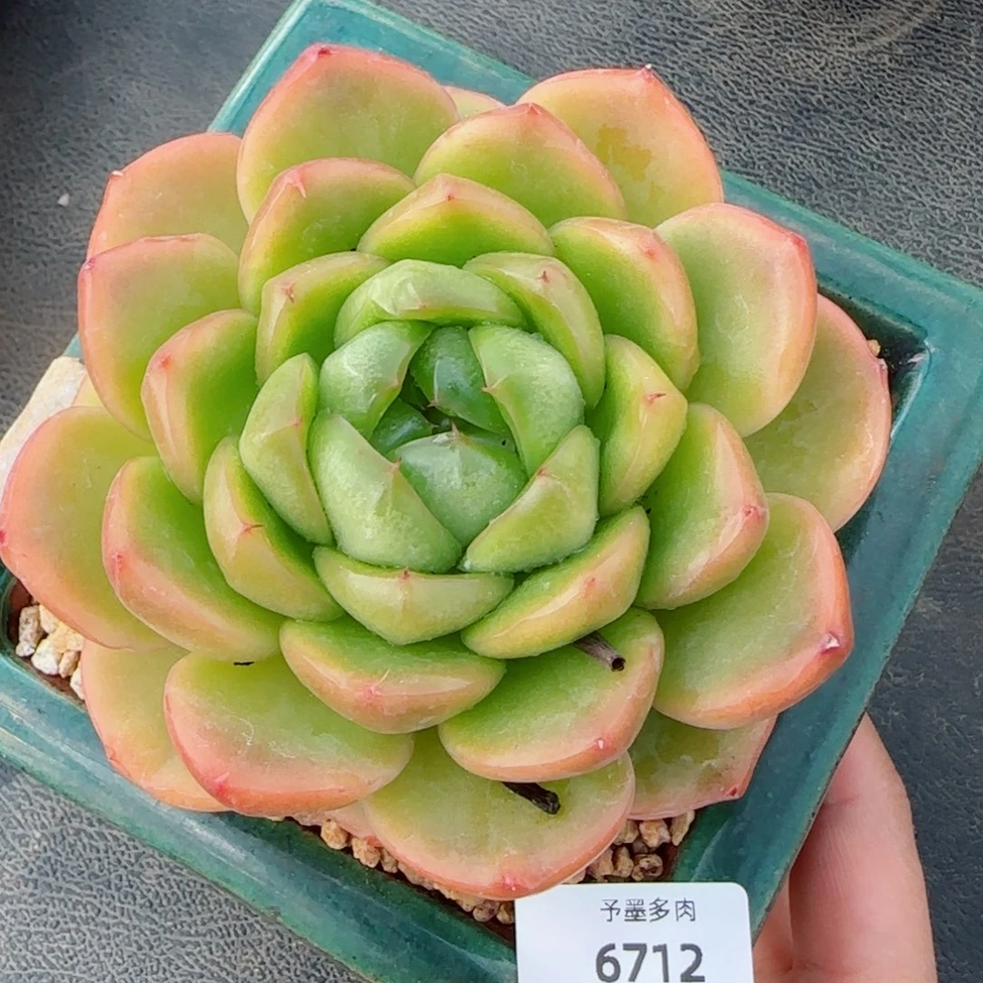 翡翠珍妮，6712多肉植物