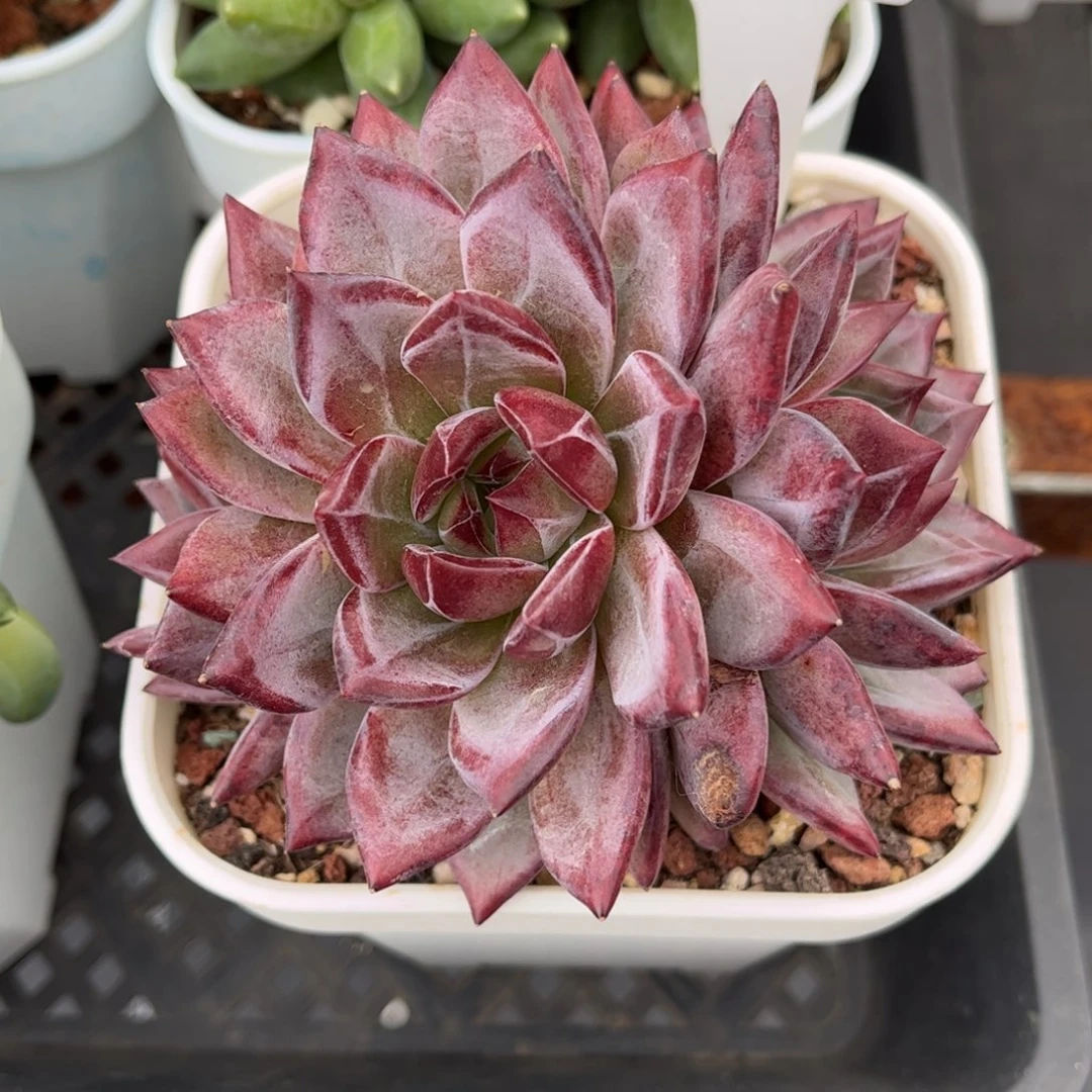 多肉植物0955 满30包邮