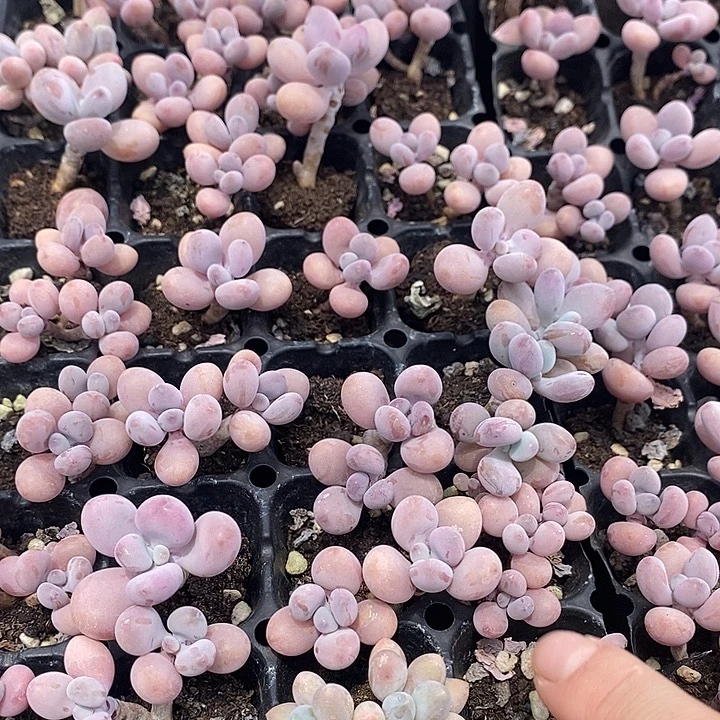 69 瑕疵特价不售后多肉植物盆栽花卉