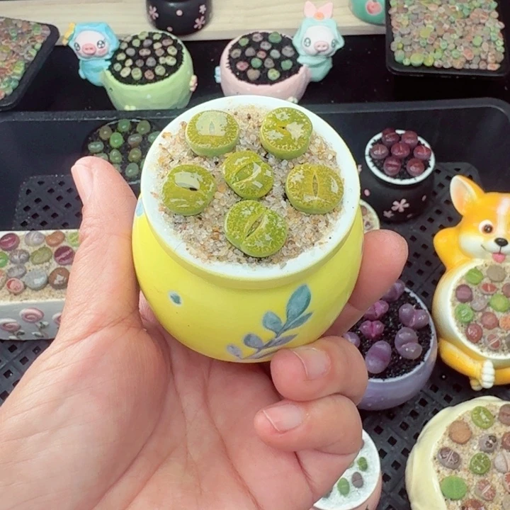 565零下地区记得拍保温箱