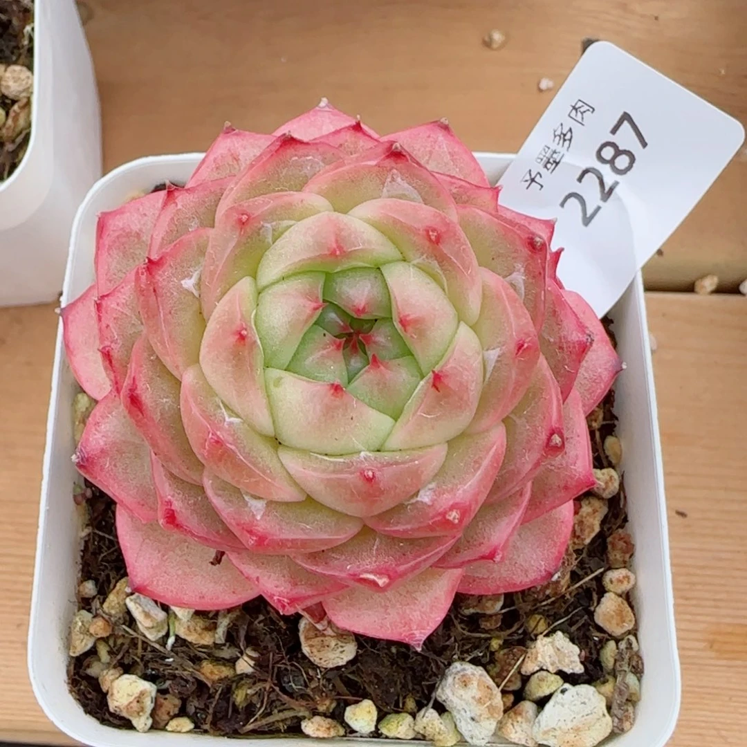 青梅，2287多肉植物