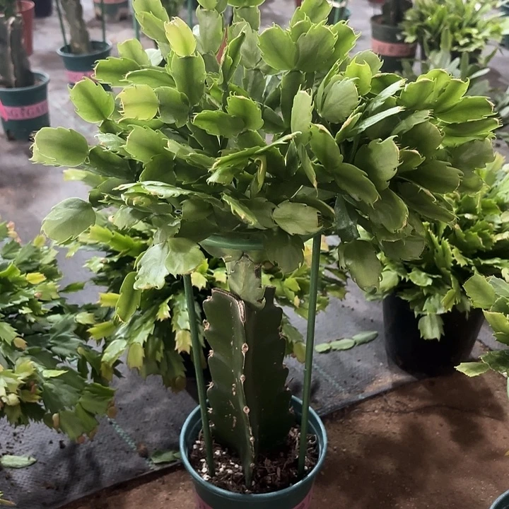 英***子当前无花栽培后可以开花