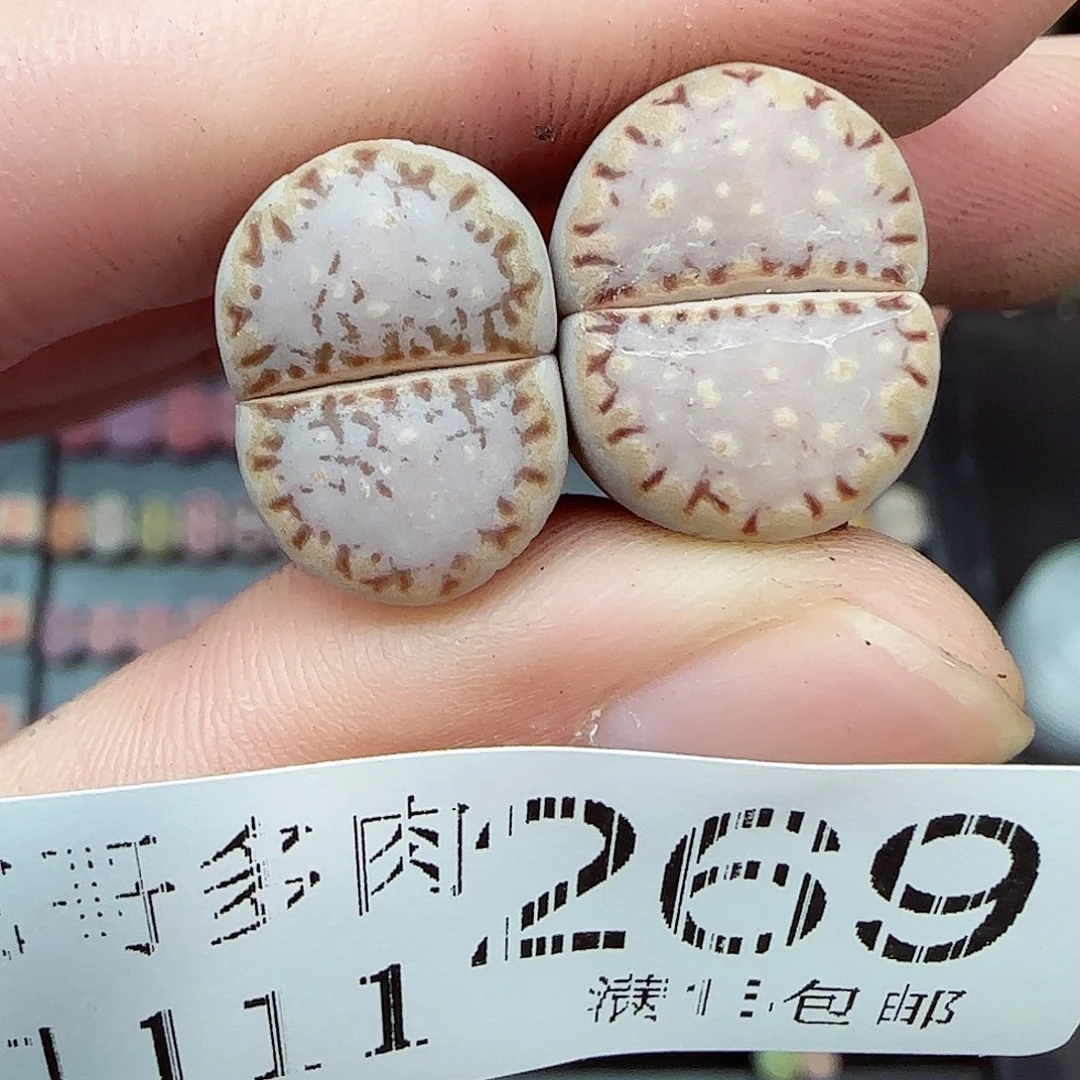 满满18包邮1111-269