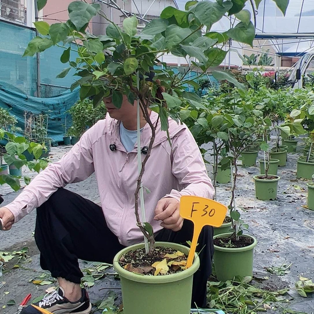 当前无花栽培后可以开花@*静F30暗夕或者日落一颗