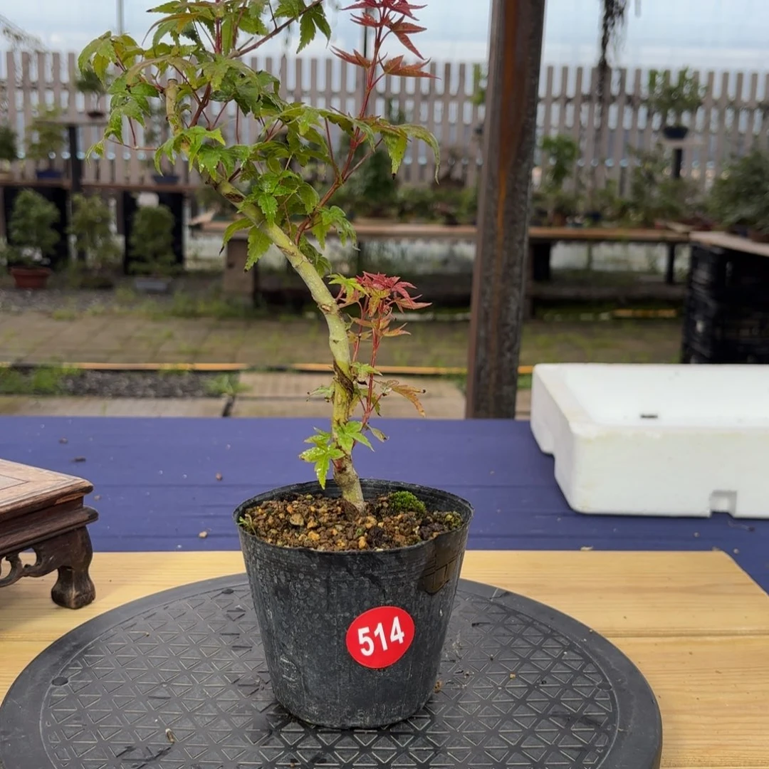 淳**寺全场盆景一物一拍514