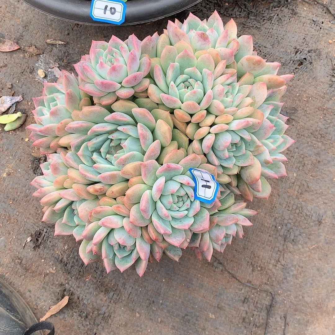 11霜花 一物一拍多肉