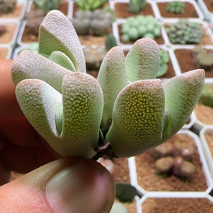 开播福利来啦。  581