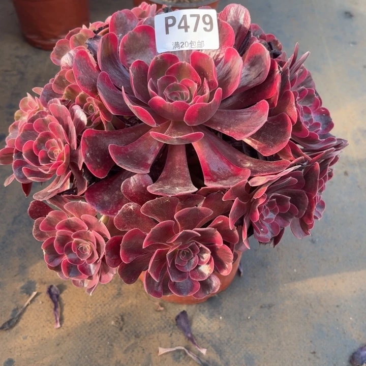 多肉植物 479 爱神,