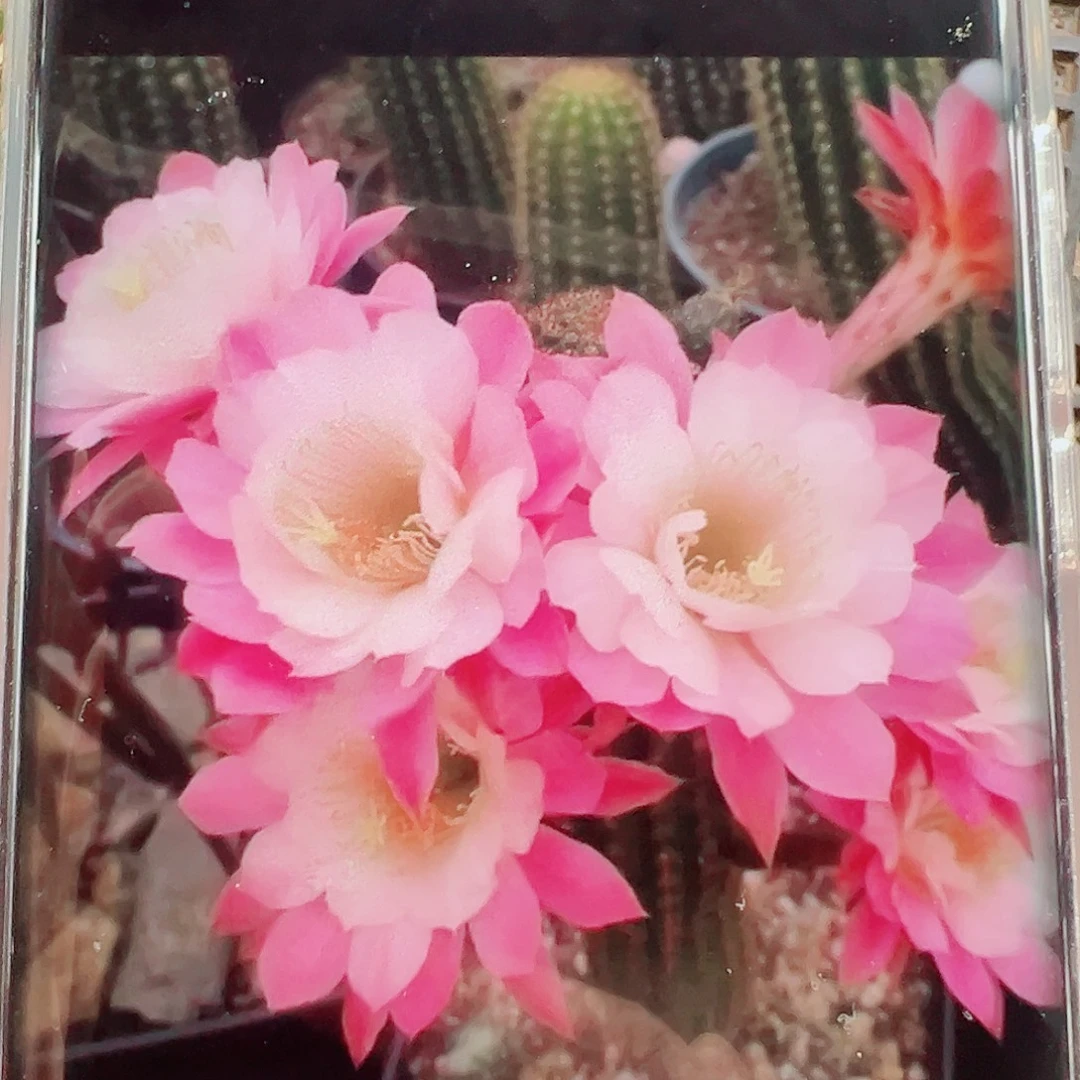 金妞奈何侧芽 20 包邮