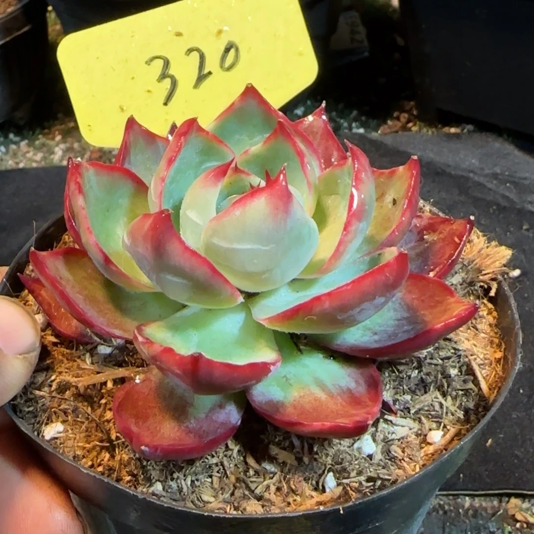 惊鸿一物一拍包装收缩花旱320