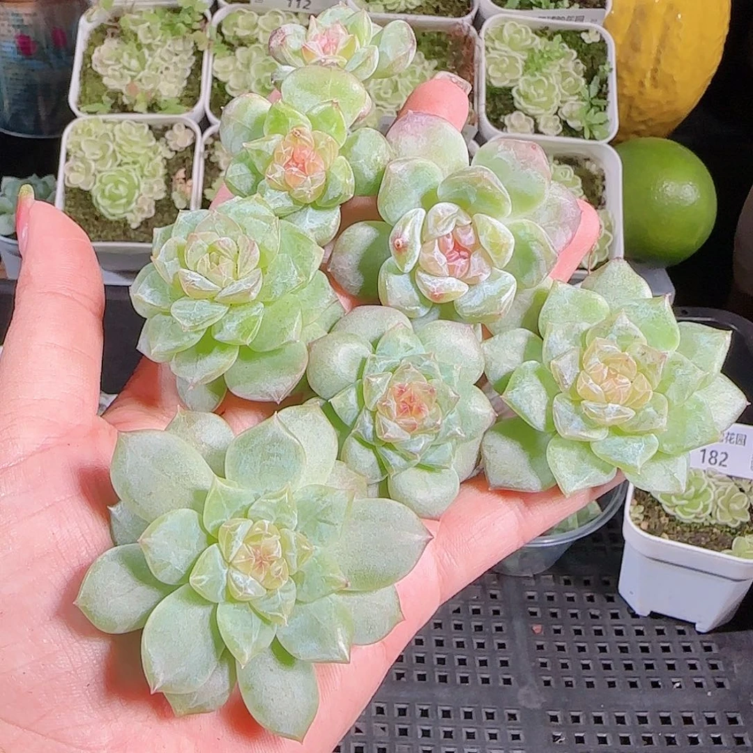 0916---184糖心珍妮