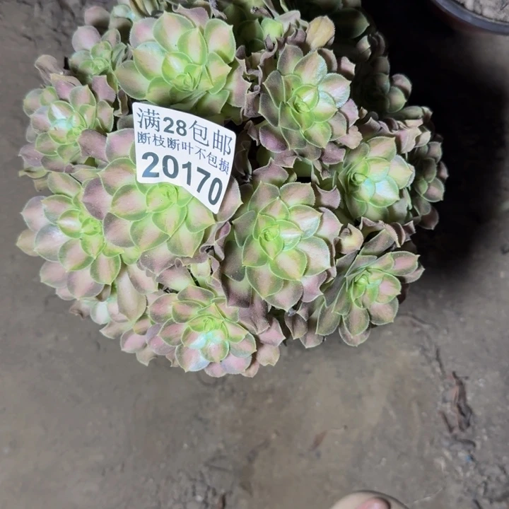 20170韶华多肉植物
