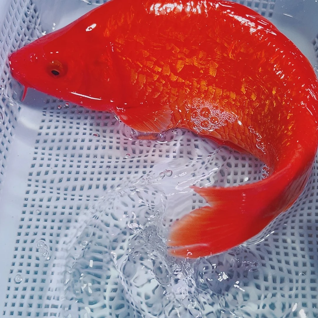 锦鲤锦鲤冷水鱼观赏