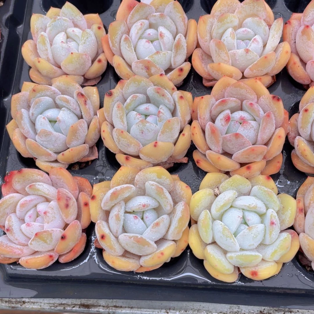 415号 奶油雪花橙单头三个