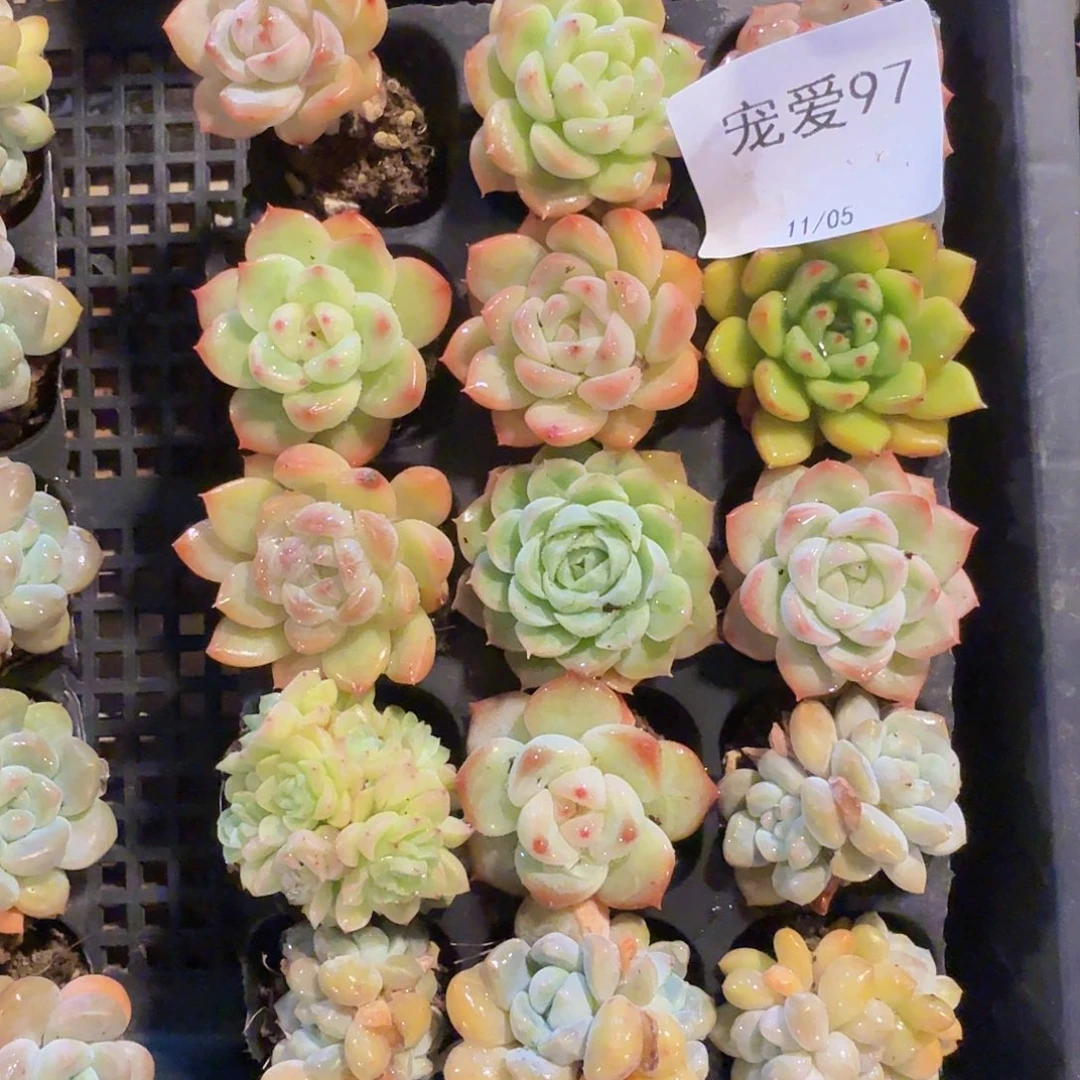 直播福利一物一拍97