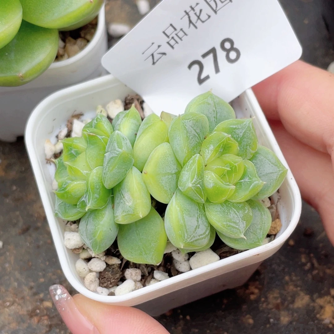 278号糖心冰心珍妮 七喜