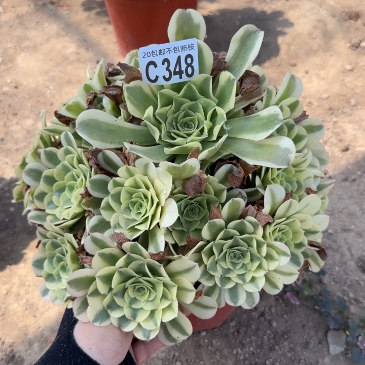 绿豆沙……多肉植物……