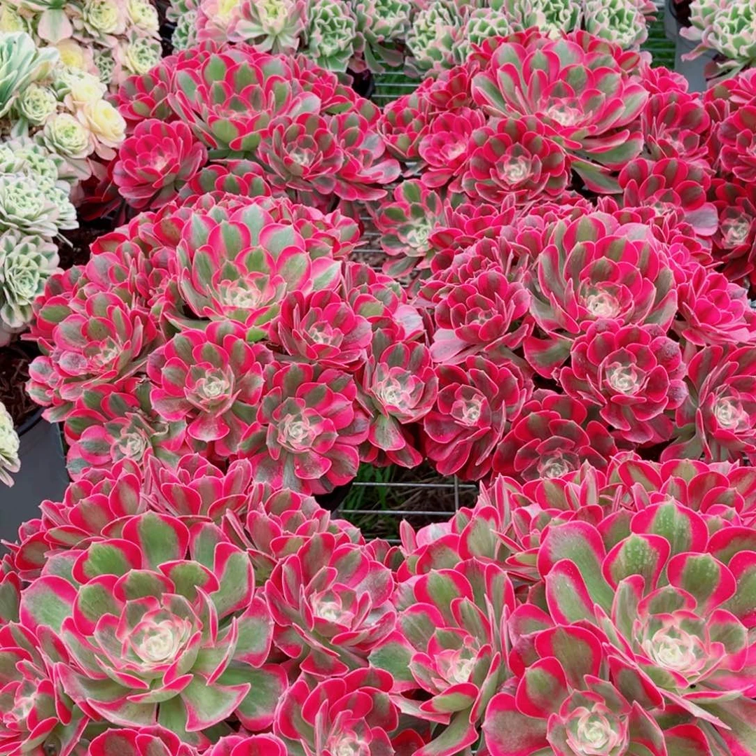 模特二代优选女郎量拍多肉法师一个