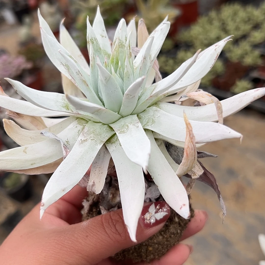 多肉植物雪奴仙女杯