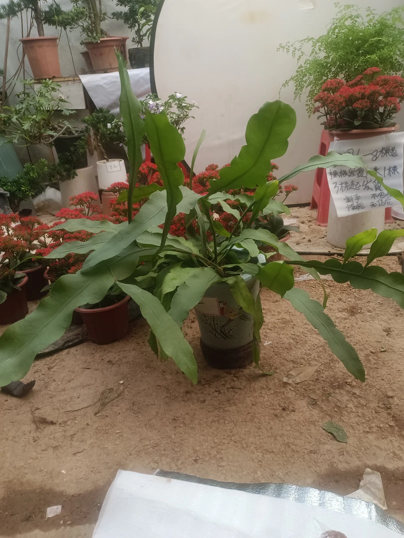 大叶昙花直播间一物一拍