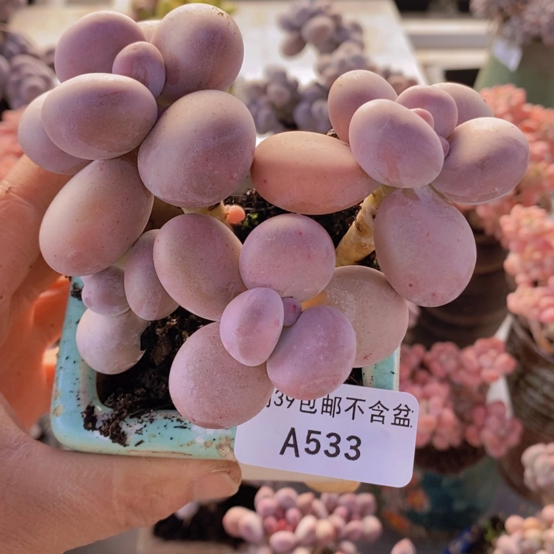 水光针奶酪10cm533多肉植物