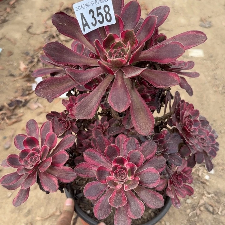 丽娜……多肉植物……
