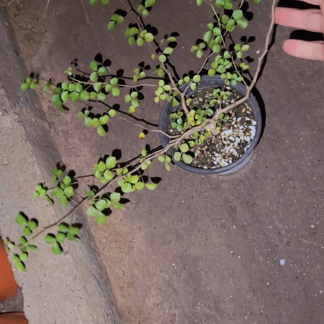 不***月块根植物块根植物