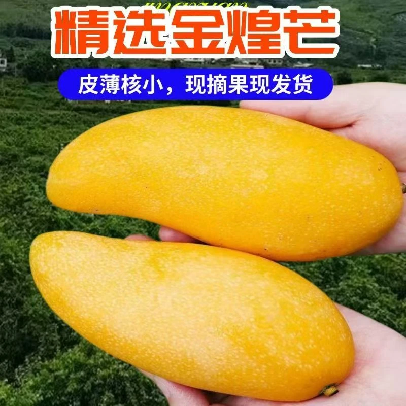 【催熟食用】正宗海南金煌芒大芒香甜可口新鲜应季水果b b