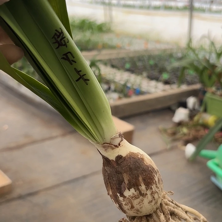 无花朵瑞贝卡4.5包对版