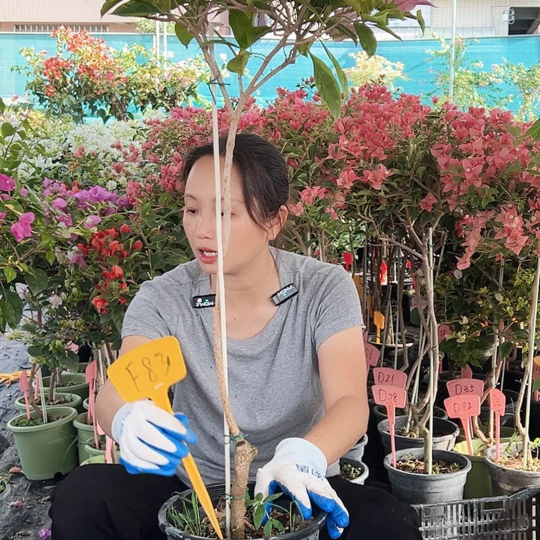 k***a大部分花苞少量开放K83金边金夫人