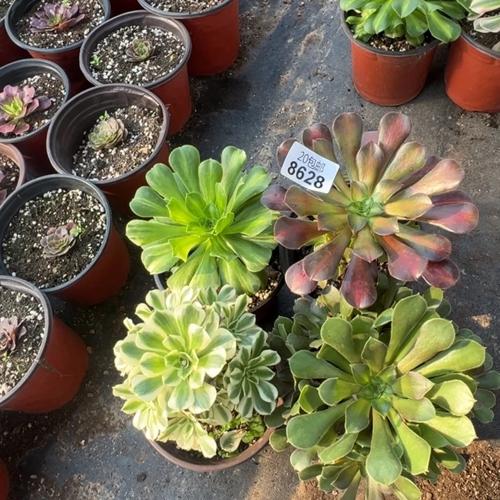 多肉植物8628种植物