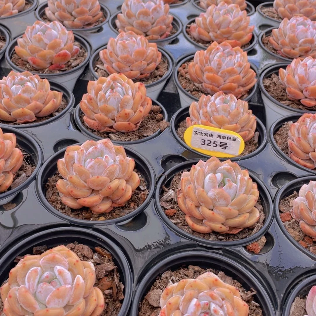 325号 开播福利果冻韩版仙女橙单头3个