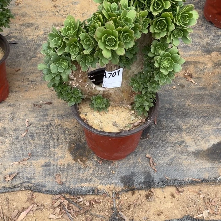 T****张多肉绿杨蓉朵朵缀化701