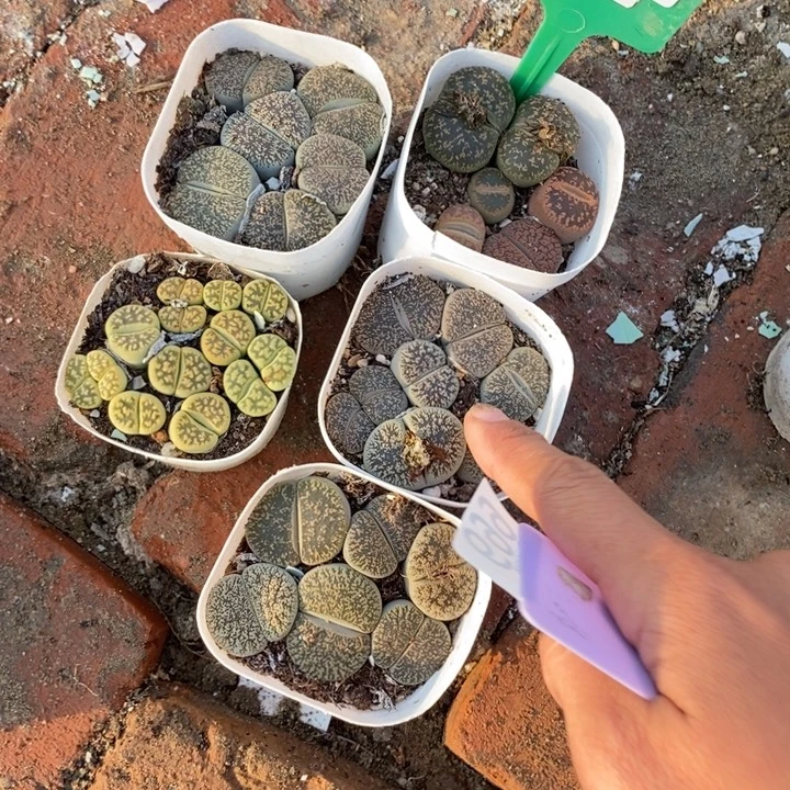 K***k生石花等植物的668