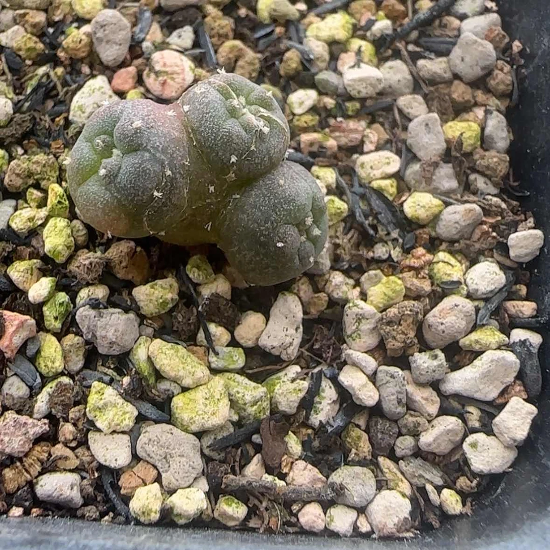 【闪购商品】帝*块根植物