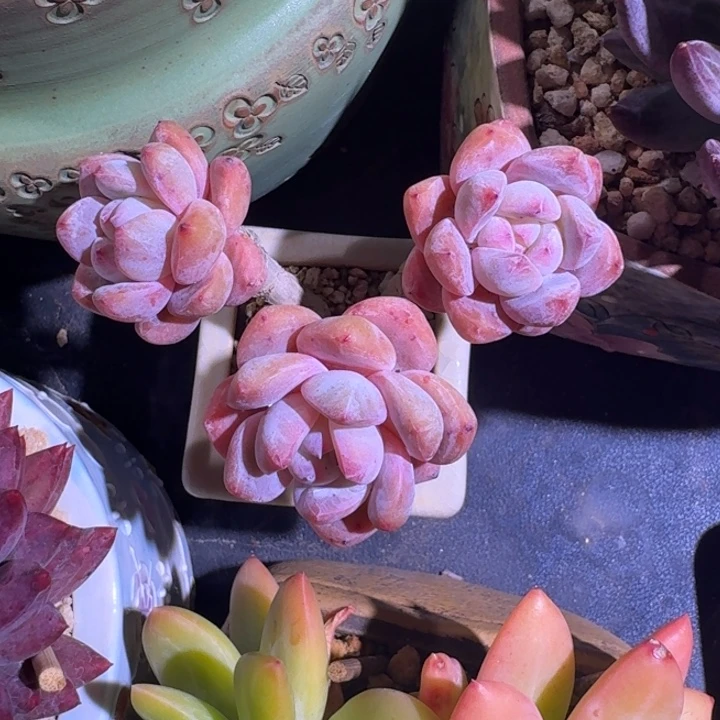 雪天使 3头 一物一拍