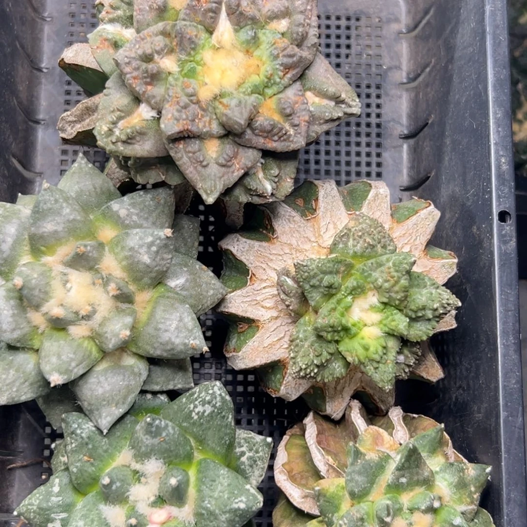 167 仙人球的比赛将