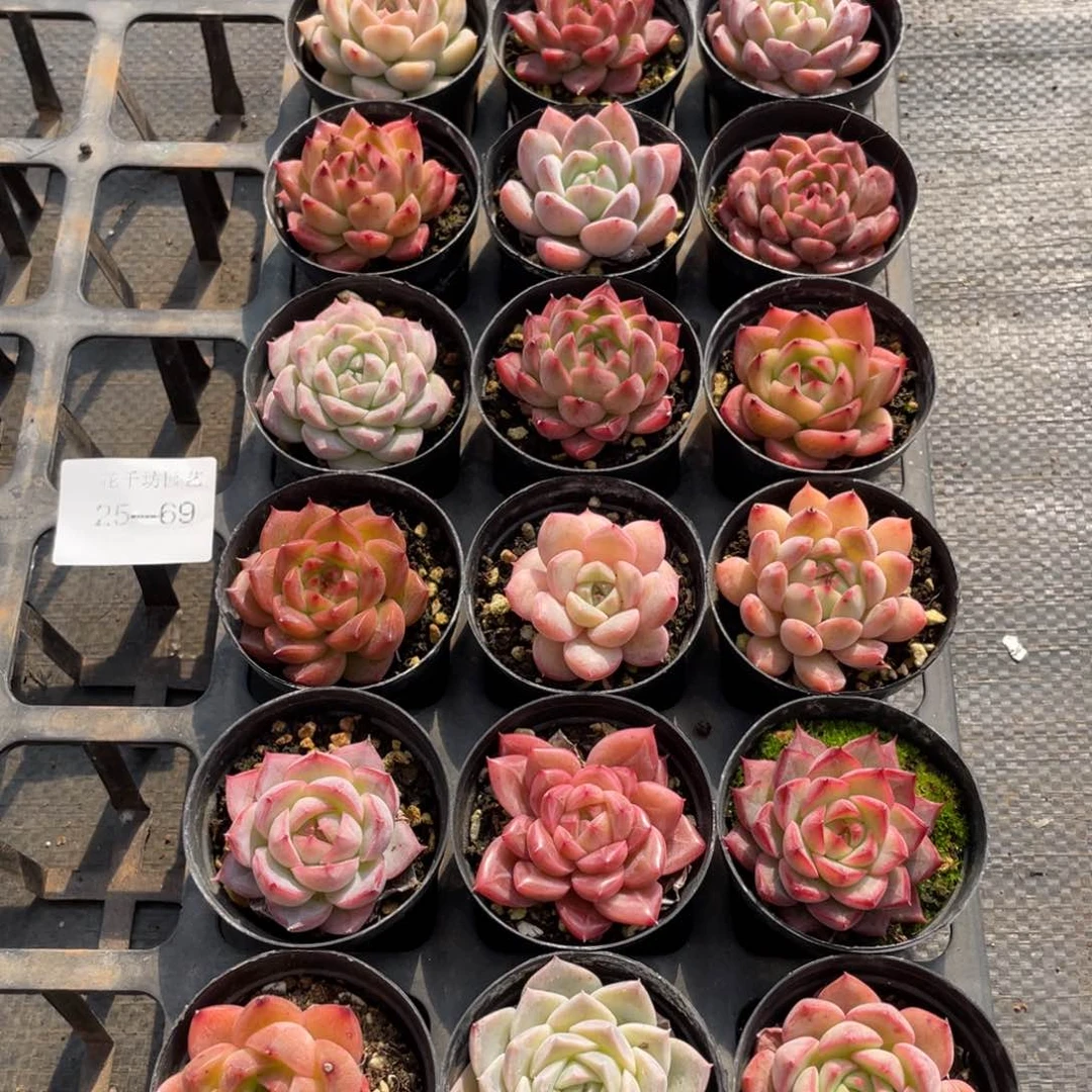 一物一拍18棵25-69