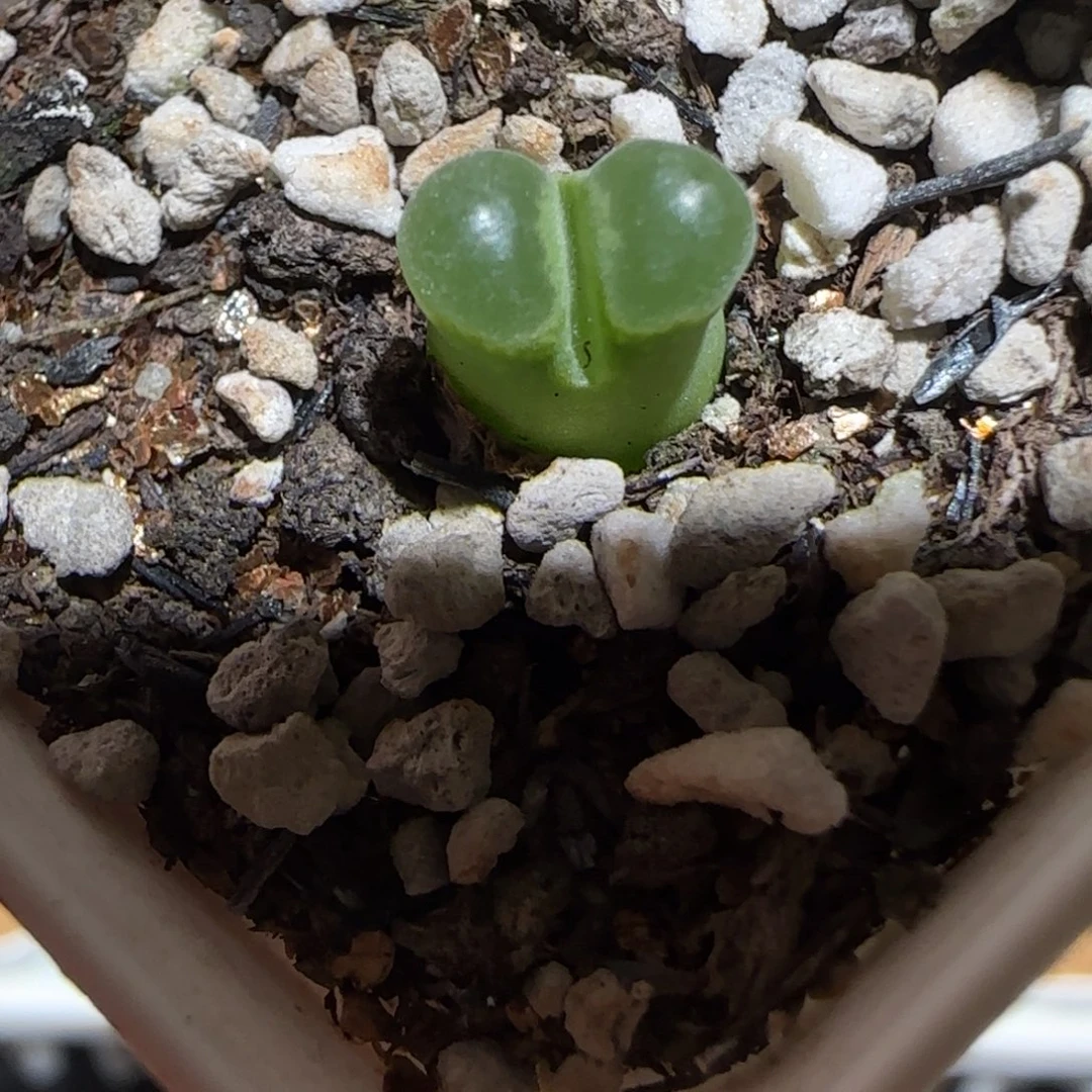 肉锥多肉植物组合-ap奶瓶1613