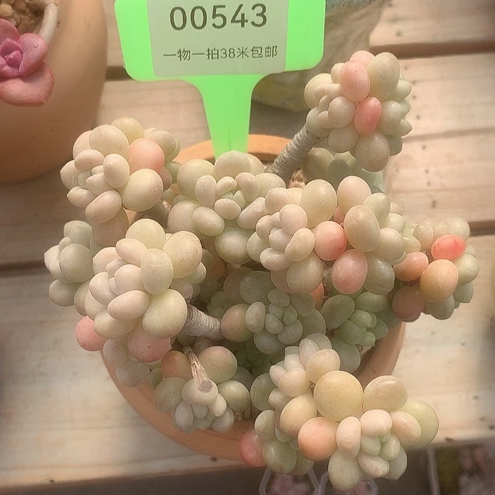 00543册均都咯哦哦咯