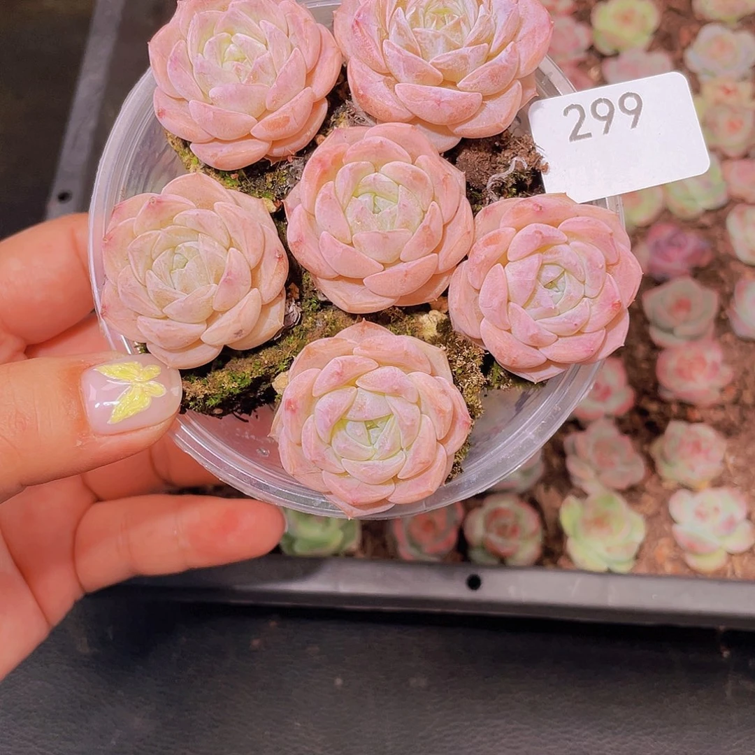 299。淡粉纯爱。 18 包邮